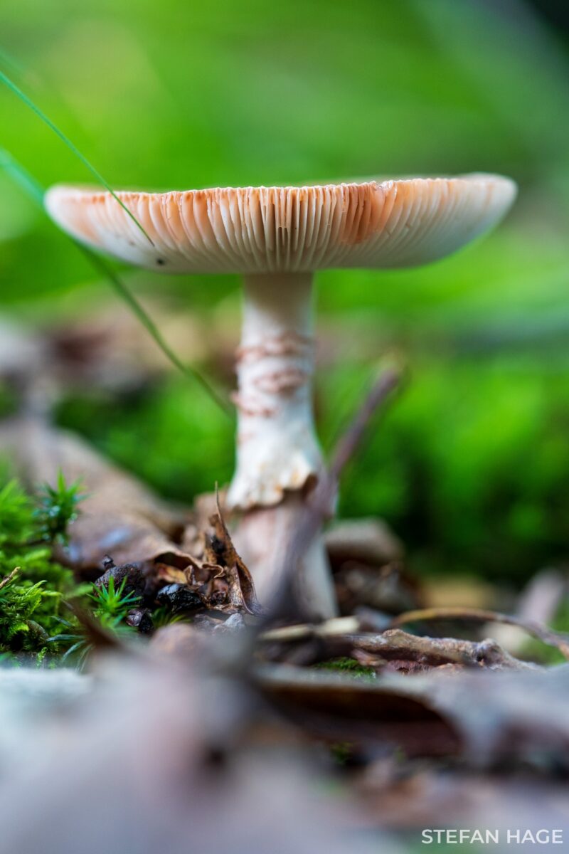 Paddestoel op de Sallandse Heuvelrug