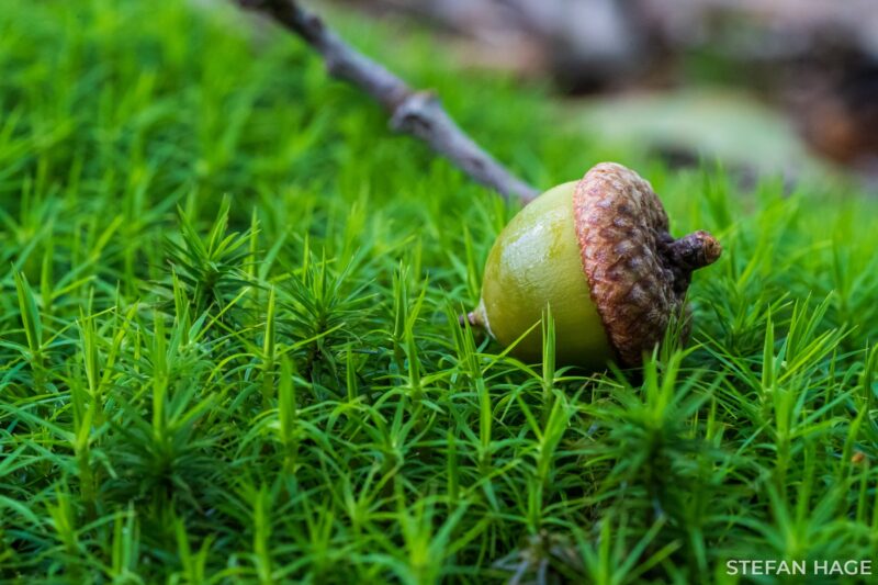 Het einde van de zomer op de Sallandse Heuvelrug