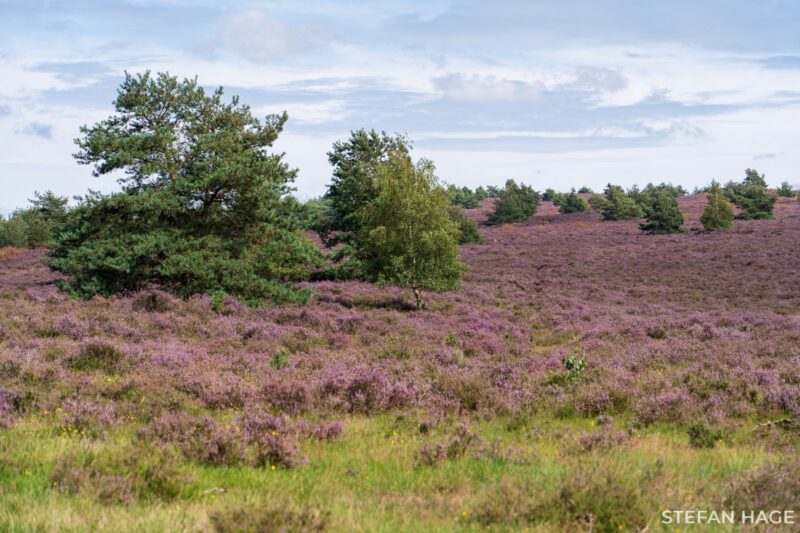 Bloeiende heide op de Sallandse Heuvelrug