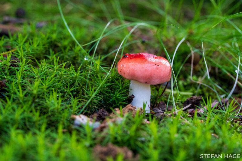 Zomerse dag na regenval op de Sallandse Heuvelrug