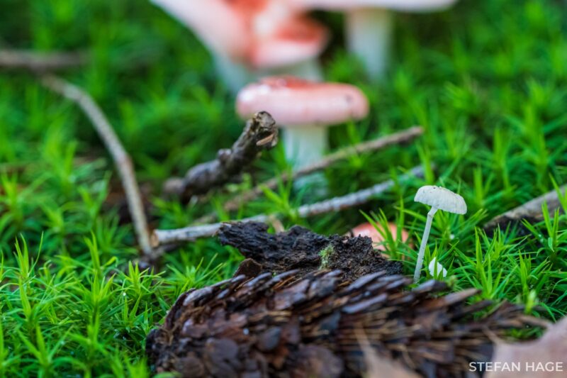 Zomerse dag na regenval op de Sallandse Heuvelrug