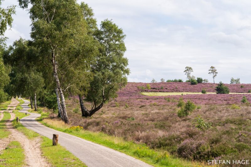 Bloeiende heide op de Sallandse Heuvelrug