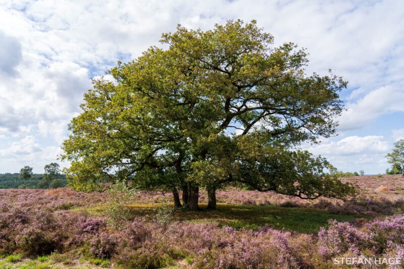 Bloeiende heide om de boom