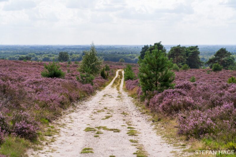 Bloeiende heide op de Sallandse Heuvelrug