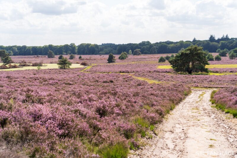 Wandelpaden over de Sallandse Heuvelrug
