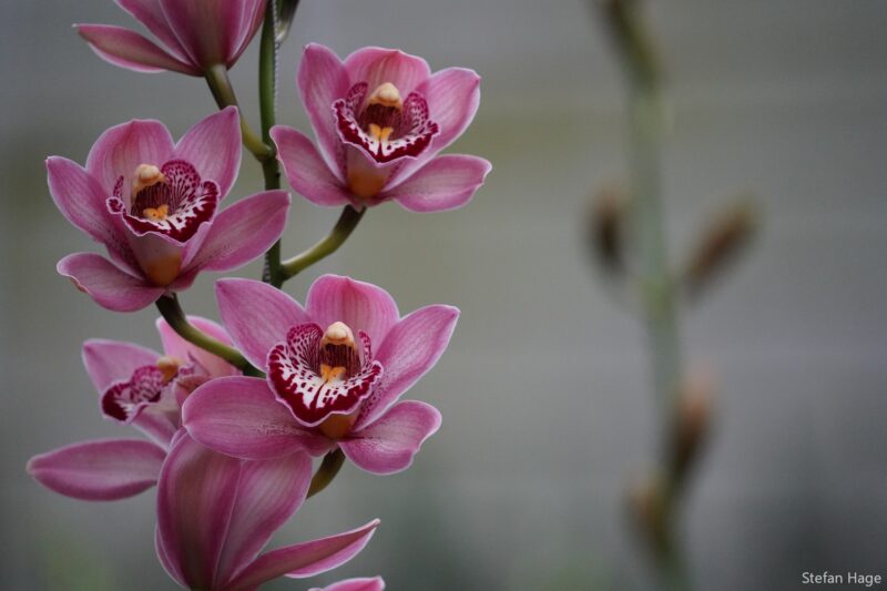 Orchidee