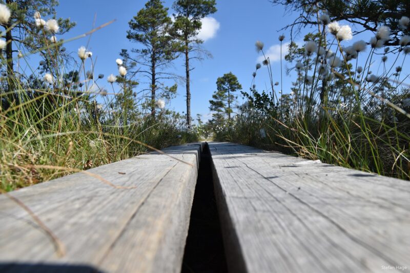 Wandelpad in Dumme Mosse, Zweden
