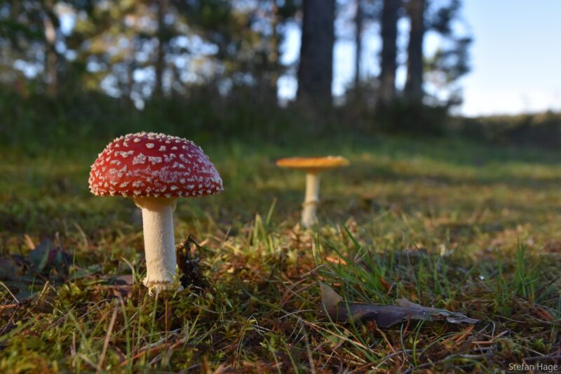 Paddenstoel in Oost-Zweden