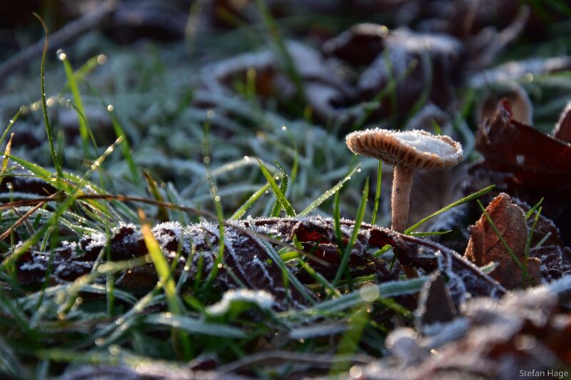 Amsterdamse Waterleidingduinen