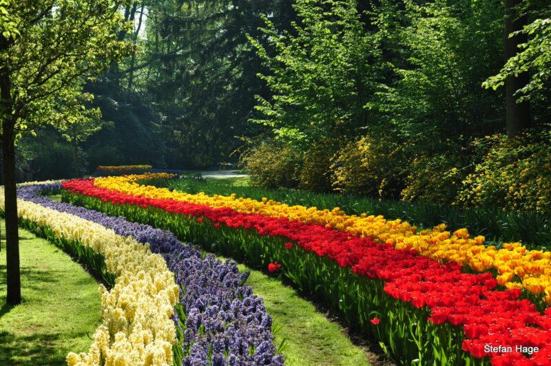 Bloemenveld in Keukenhof