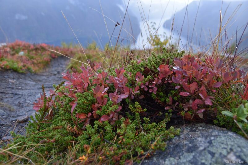 Noorse fjorden in herfstachtige stijl
