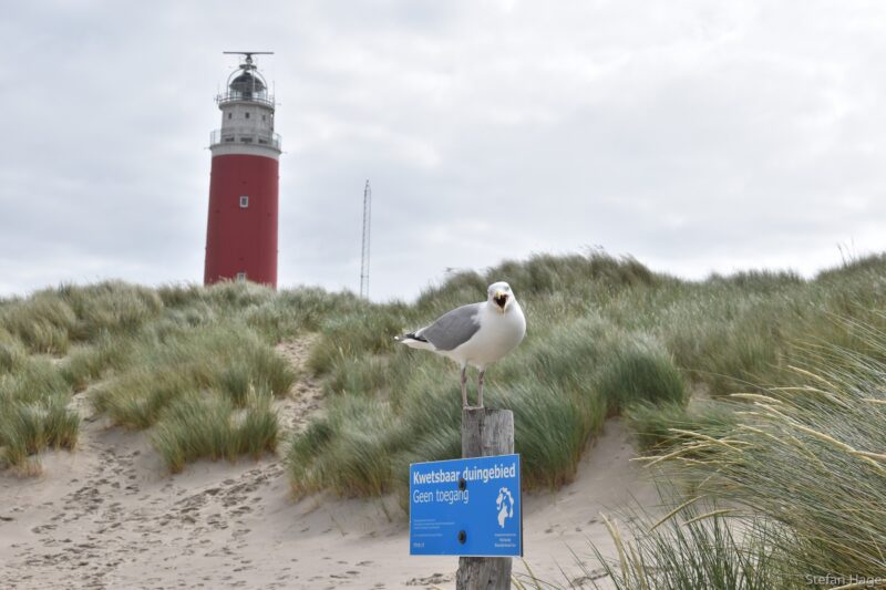 Zeemeeuw bij de vuurtoren van Texel