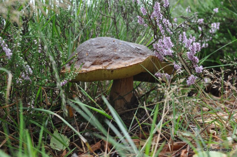 Paddenstoel in de Loonse en Drunense heide