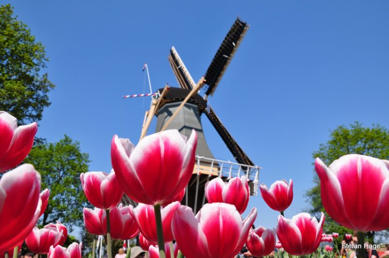 Molen in Keukenhof