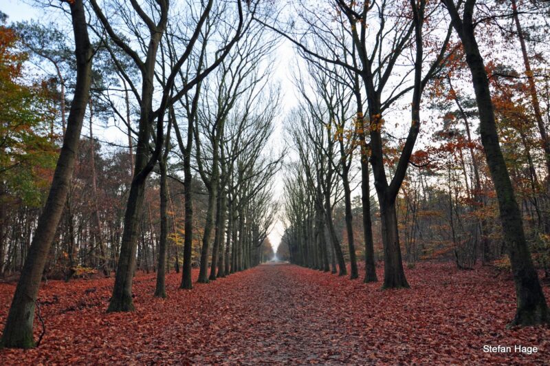 Mastbos Breda in de herfst
