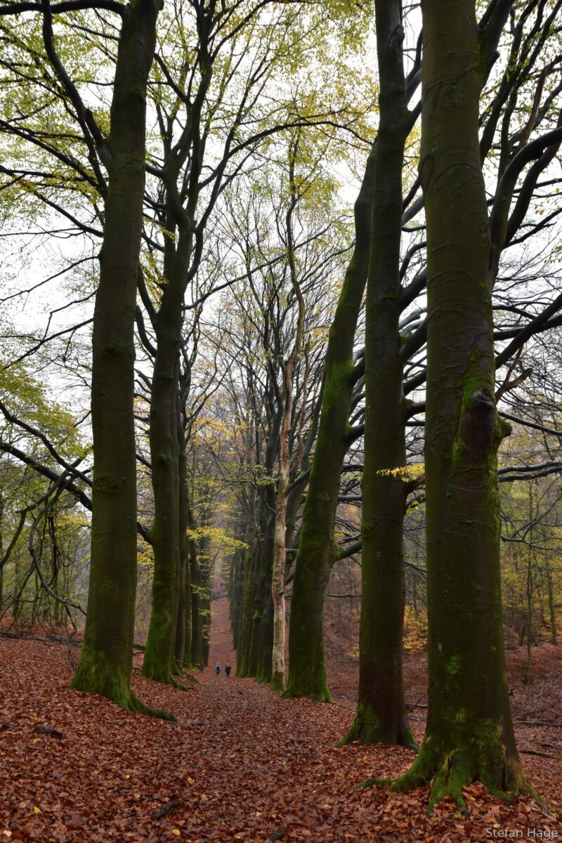 Posbank in de herfst