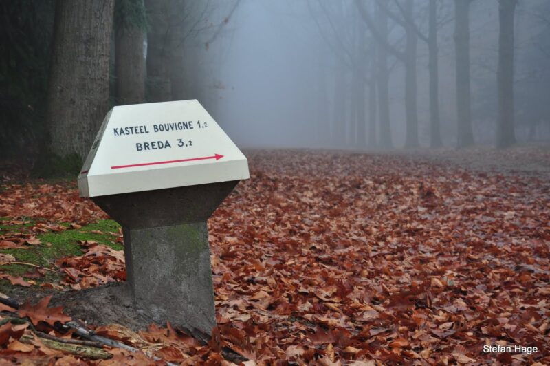 Mastbos in de herfst