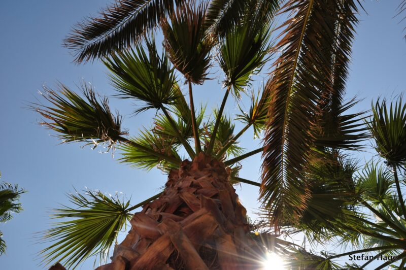 Palmbomen in de Franse zon