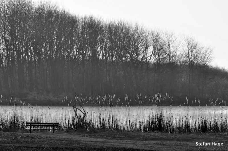 Natuur in Amsterdamse Waterleidingduinen