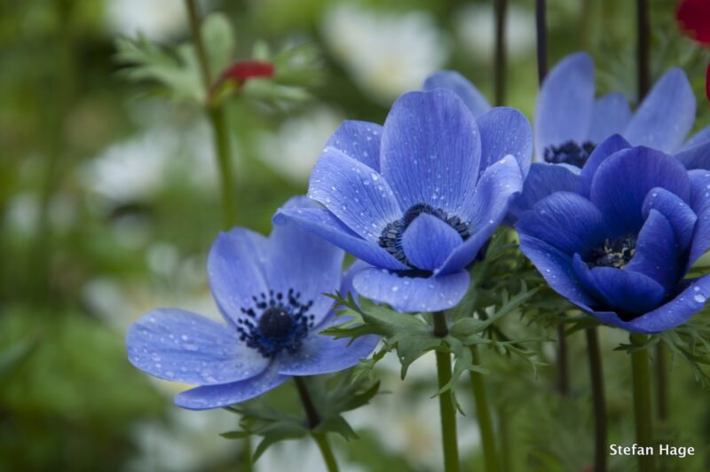 Natgeregende bloemen