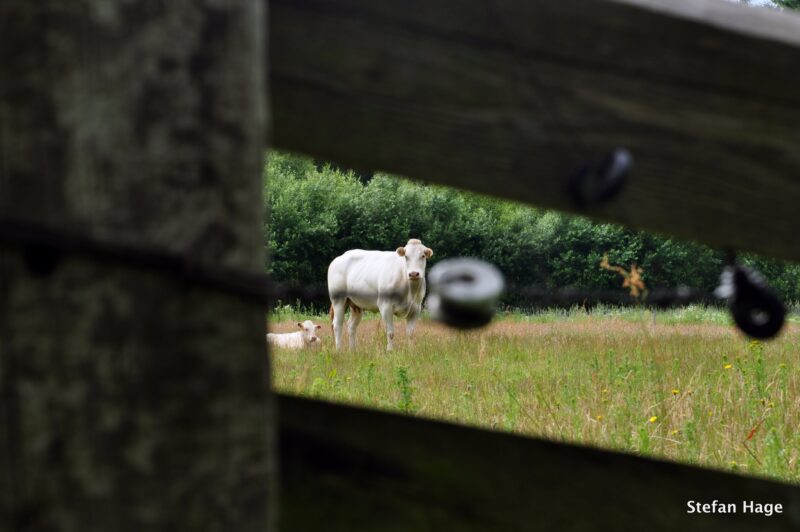 Koe in de Bredase velden