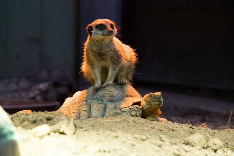 Stokstaart op schildpad