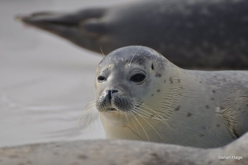 Zeehonden op Texel