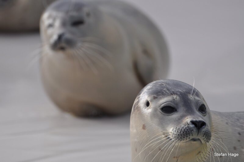 Zeehonden op Texel