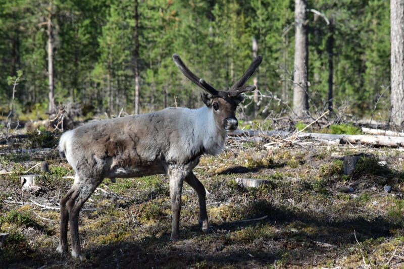 Rendier in Zweden