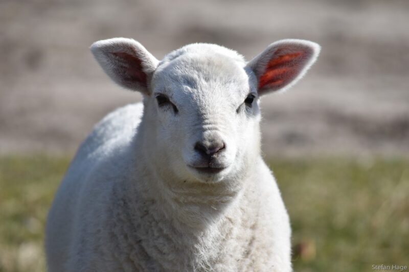 Lammetje op Texel