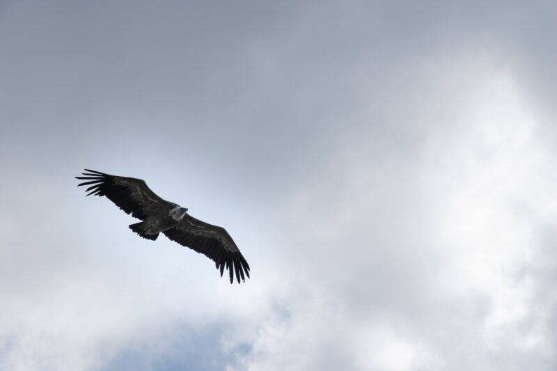 Gier in Gorges du Verdon
