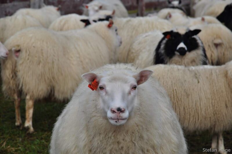 IJslandse schapen