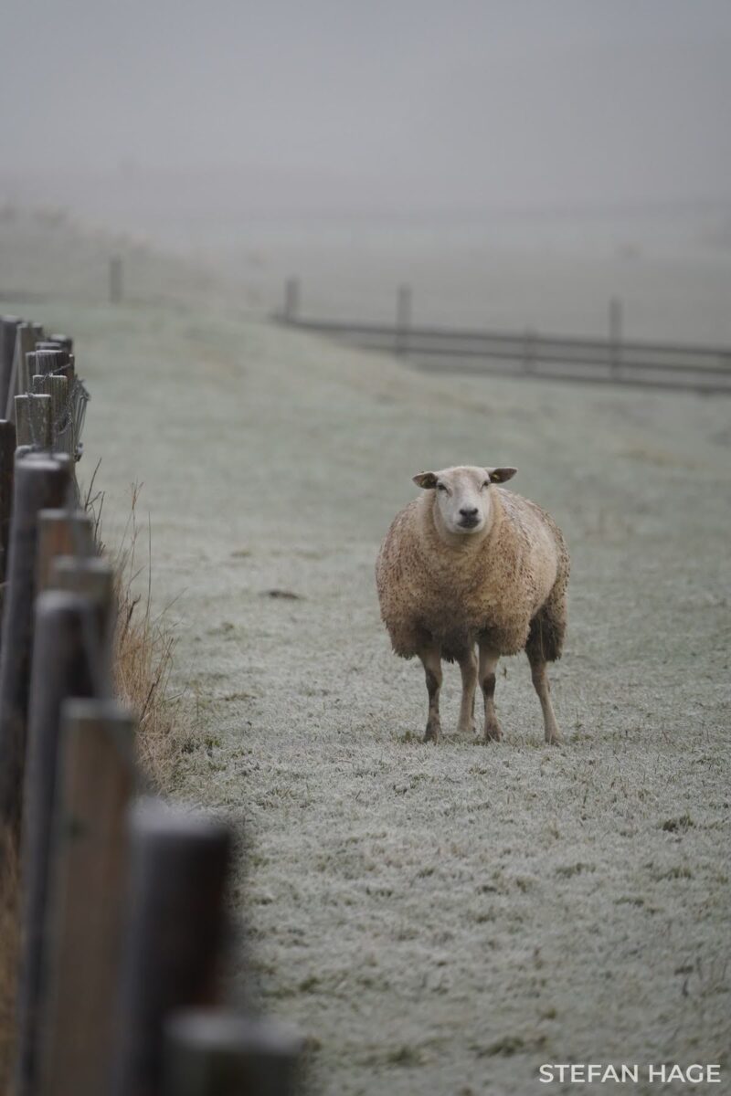 Schaap in winterkou