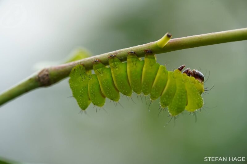 Rups op ontdekkingstocht