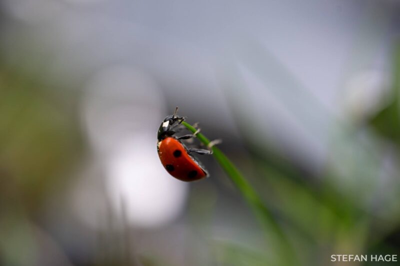 Lieveheersbeestje ontdekt het gras