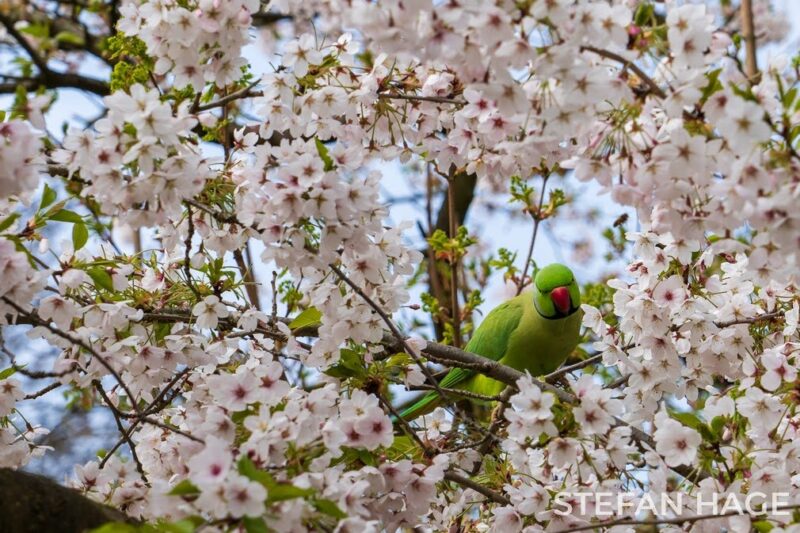 Halsbandparkiet in de bloesem in Rotterdam
