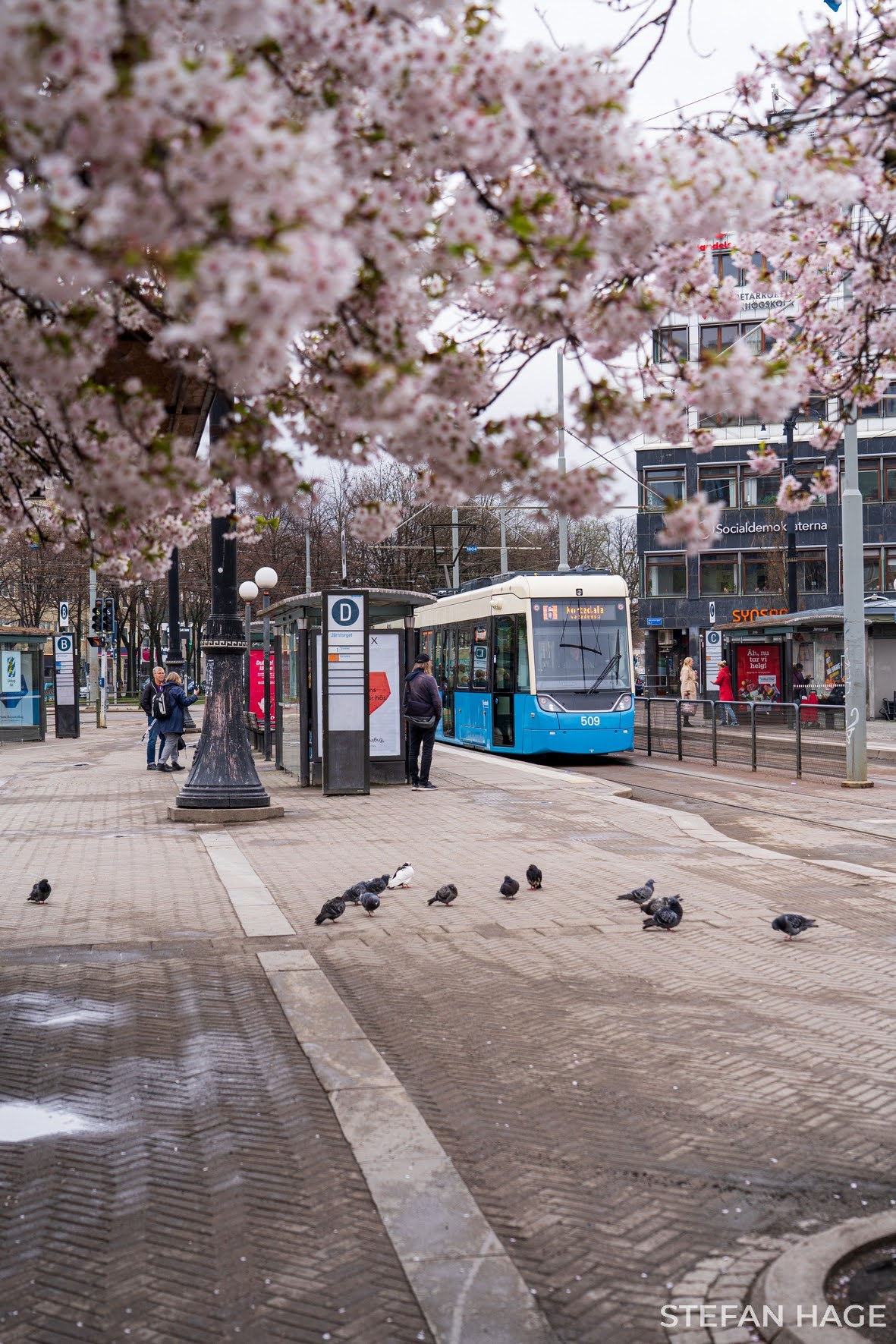 Bloeiende bloesem in de stad Göteborg