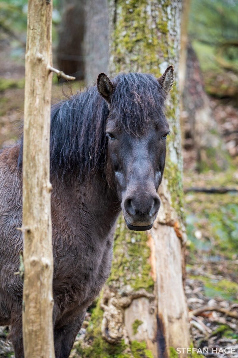 Paard in stadspark van Göteborg
