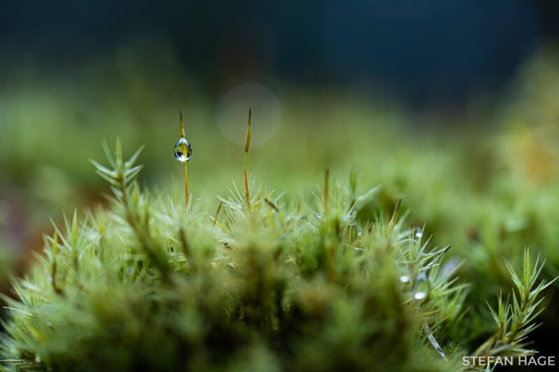 Na een ochtend met regen in Tresticklan