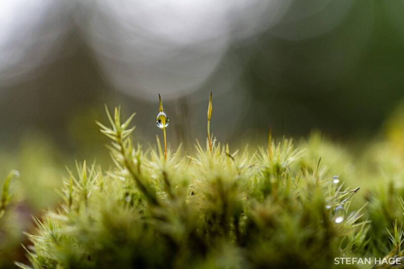 De natuur in macro na regen