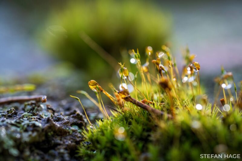 De natuur in macro na regen