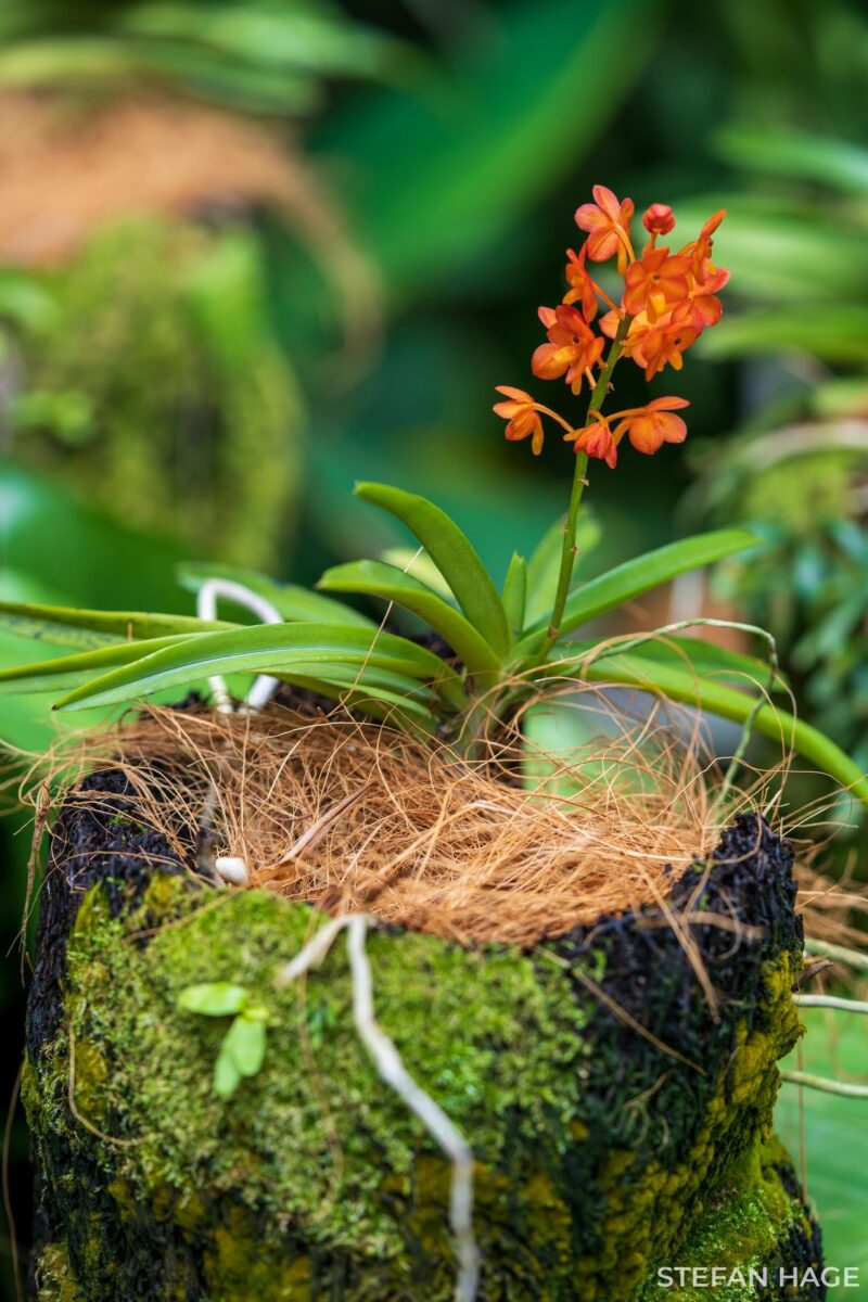 Orchidee in Singapore