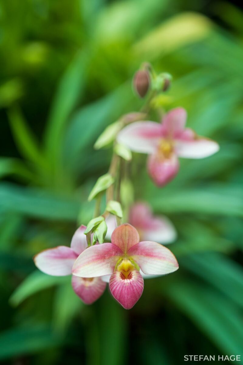 Orchidee in Singapore
