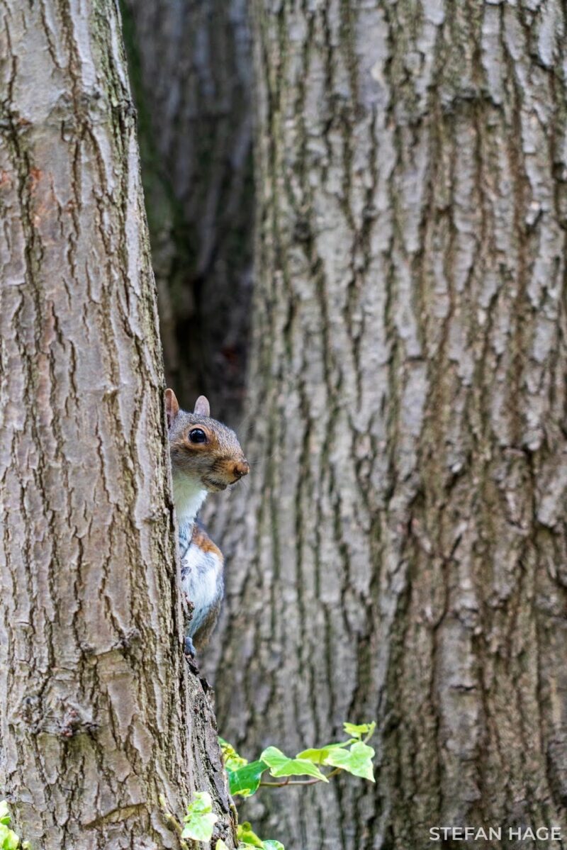 Eekhoorn in Londense bomen