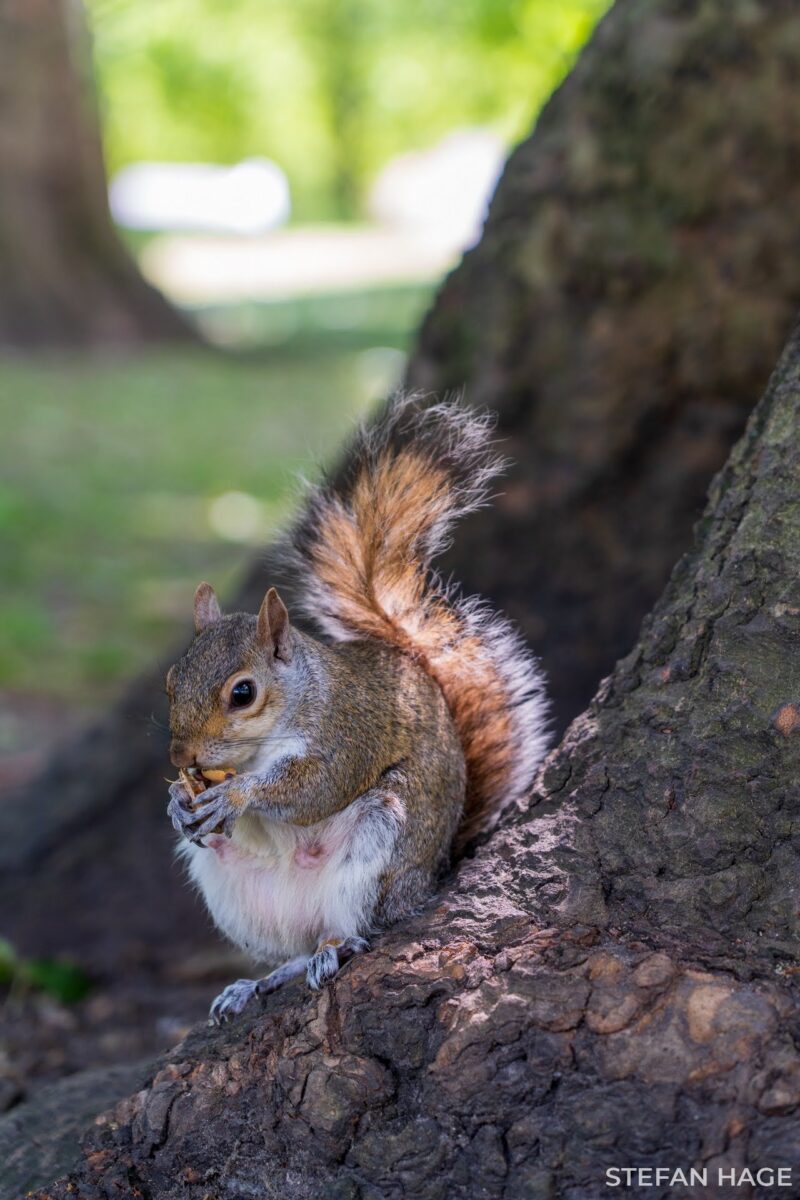 Eekhoorn op Londense bomen