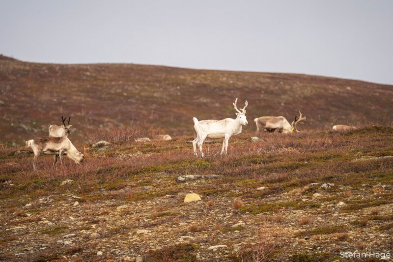 Rendieren langs de Wildernisroute