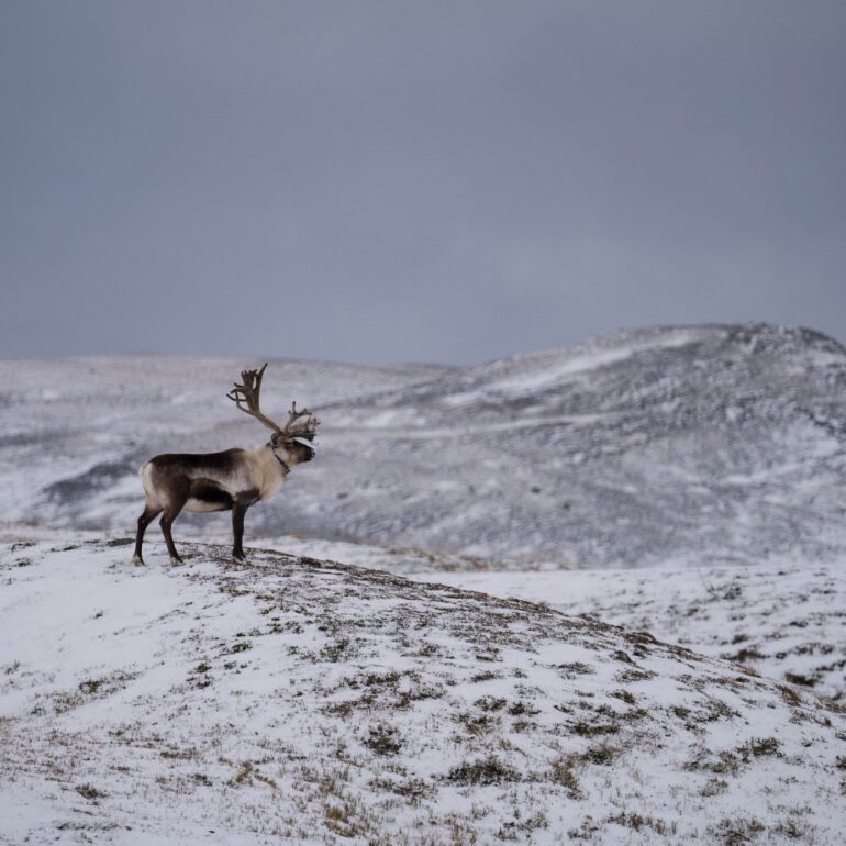 Rendier in besneeuwd winters landschap
