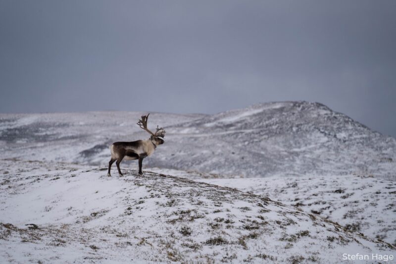 Rendier in besneeuwd winters landschap