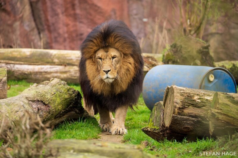 Leeuw in Duitsland
