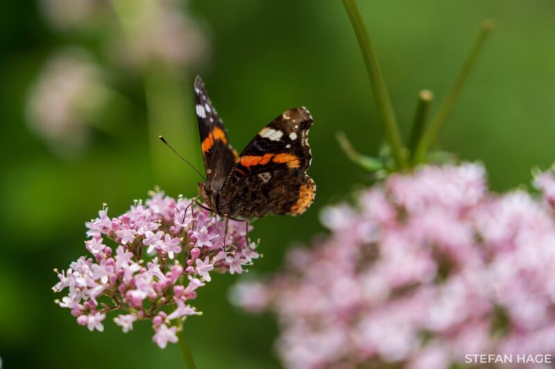 Vlinder op roze bloem